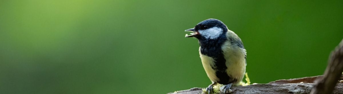 [paste advice page name here]